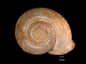 Media type: image;   Malacology 169311 Aspect: apical